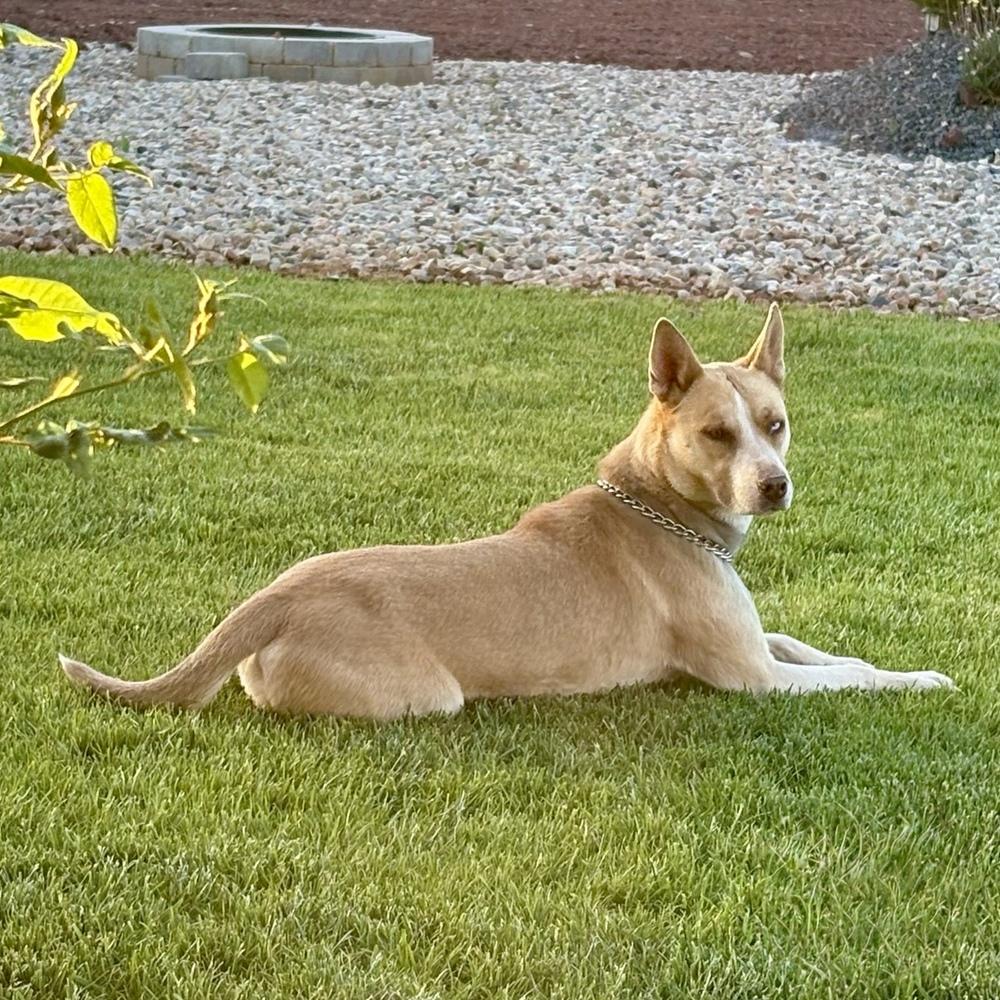 Enlarge Maple, a Adoptable mixed breed in Hurricane, UT image 3/6