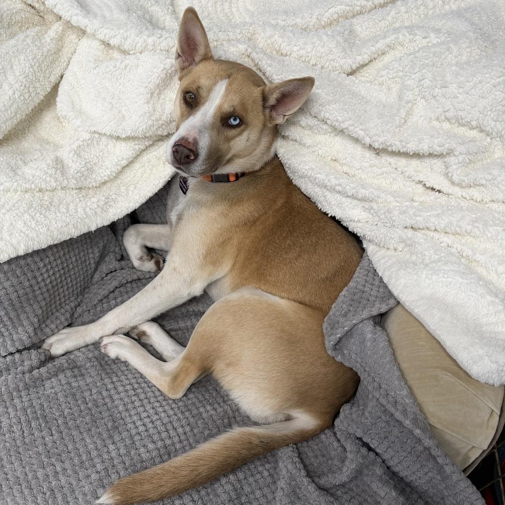Enlarge Maple, a Adoptable mixed breed in Hurricane, UT image 4/6