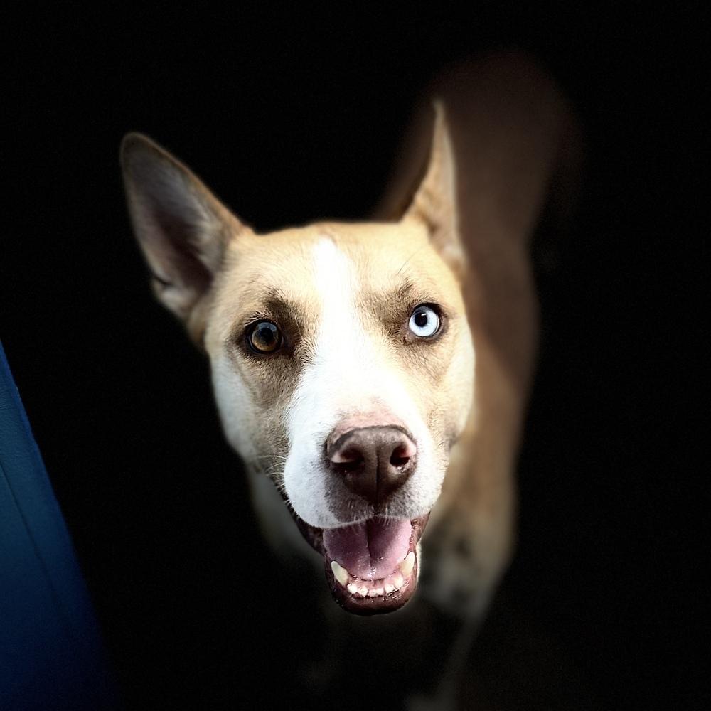 Enlarge Maple, a Adoptable mixed breed in Hurricane, UT image 1/6
