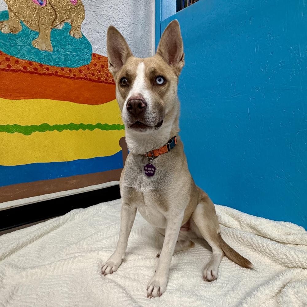 Enlarge Maple, a Adoptable mixed breed in Hurricane, UT image 5/6