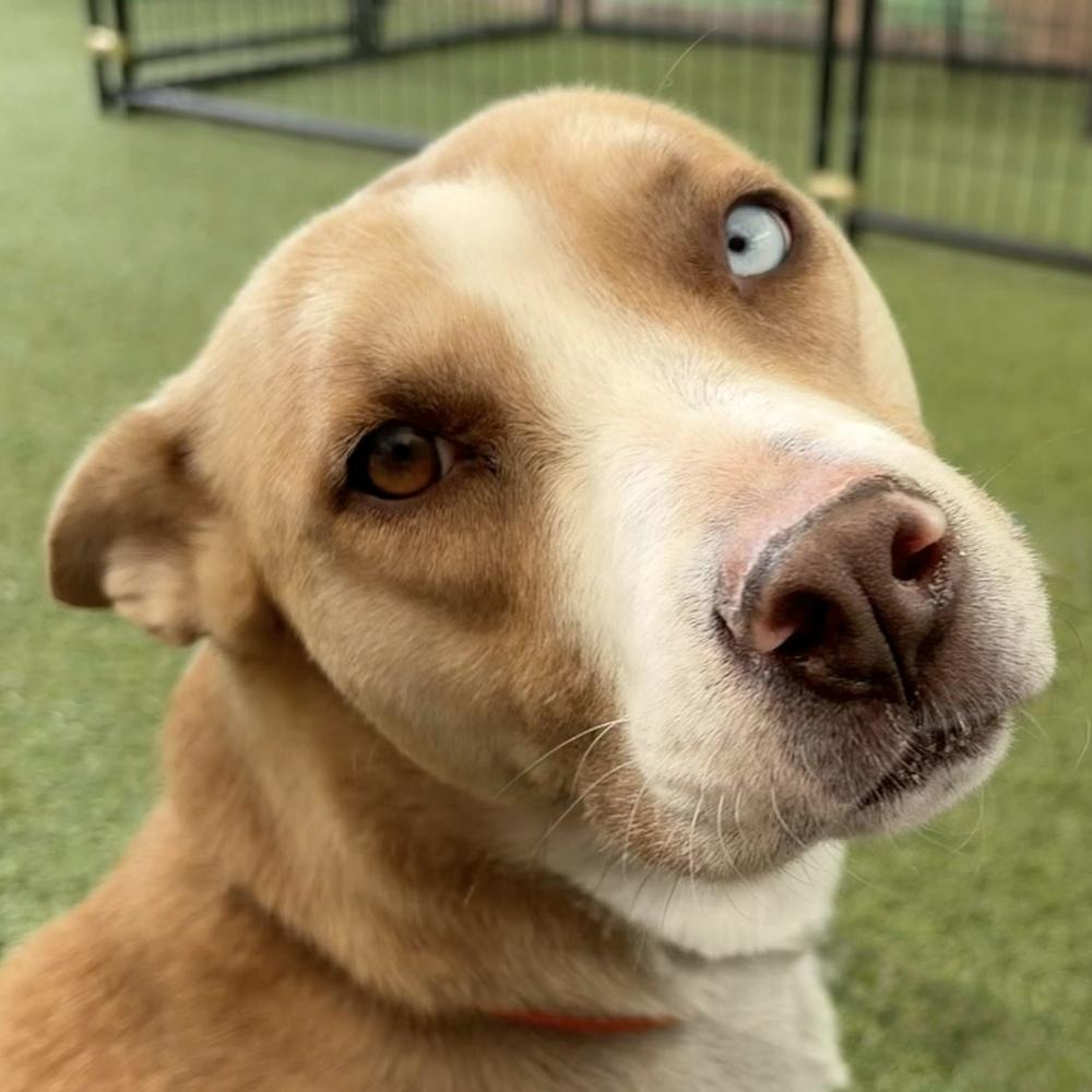 Enlarge Maple, a Adoptable mixed breed in Hurricane, UT image 6/6