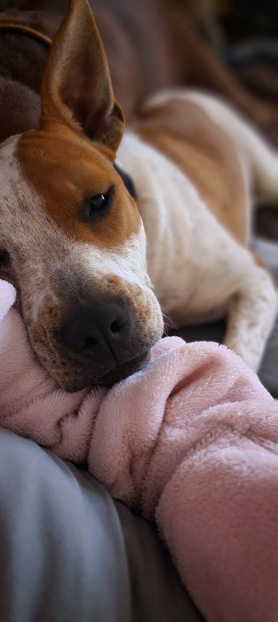 JoJo, Adoptable, Young Female American Staffordshire Terrier & Australian Cattle Dog / Blue Heeler.