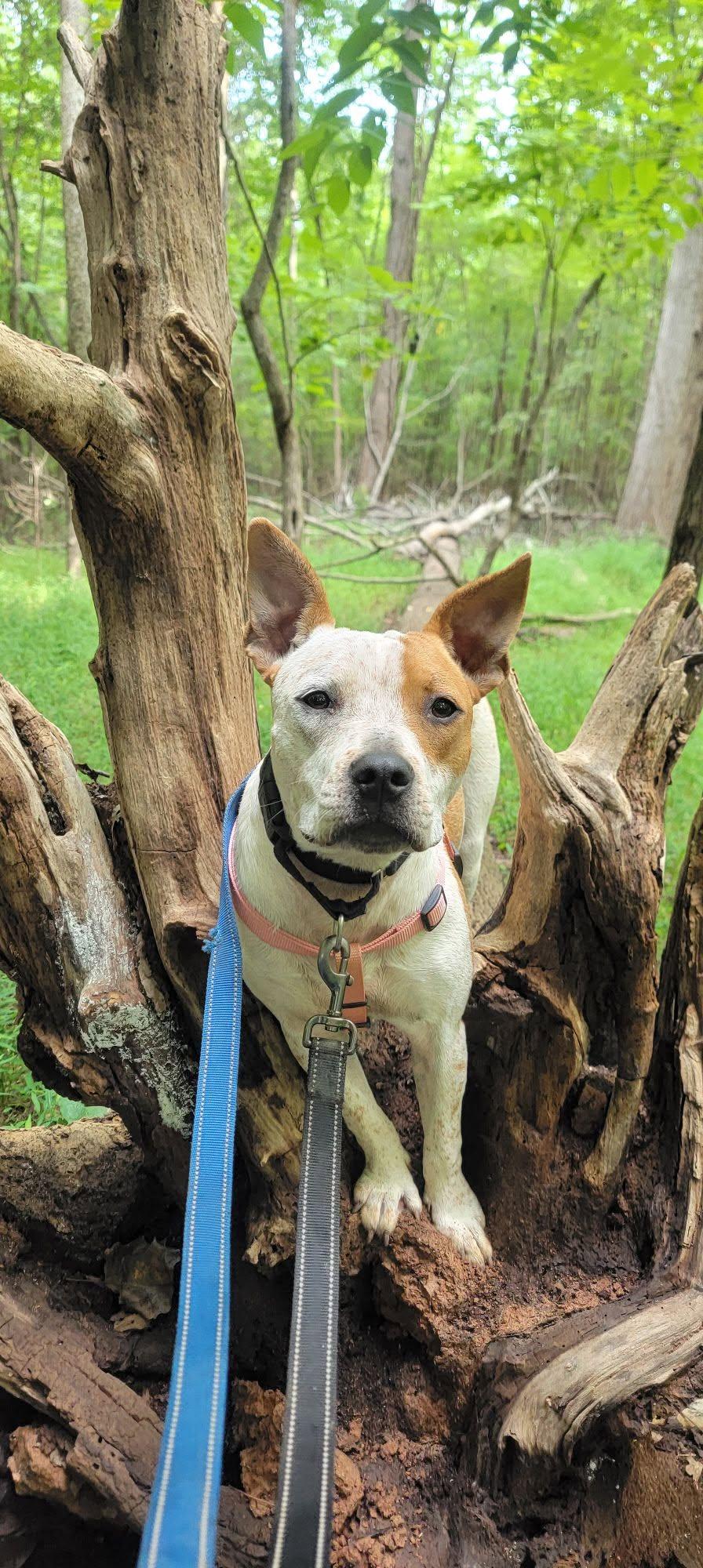 Enlarge JoJo, a Adoptable mixed breed in Arlington, VA image 2/3