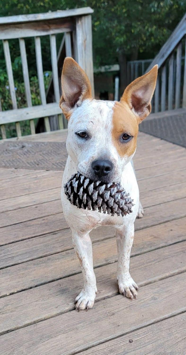 Enlarge JoJo, a Adoptable mixed breed in Arlington, VA image 3/3