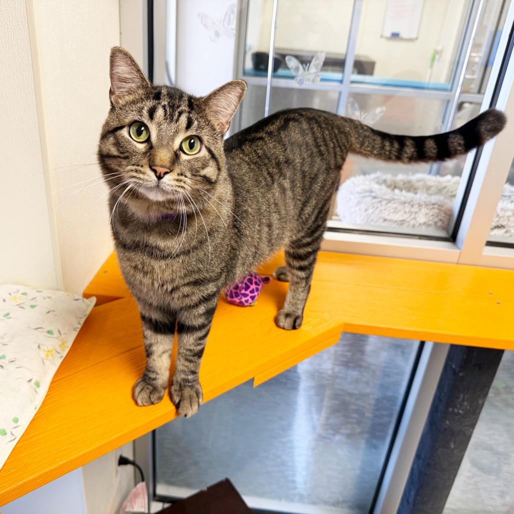 Enlarge Richard - Active loverboy!, a ADOPTABLE Domestic Short Hair in Oshkosh, WI image 3/4