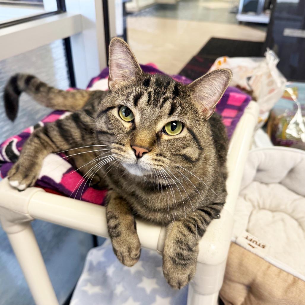 Richard - Active loverboy!, ADOPTABLE, Young Male Domestic Short Hair.