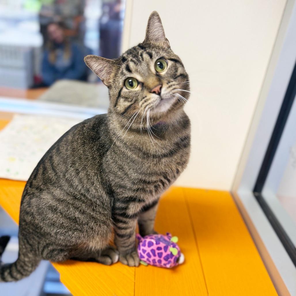 Enlarge Richard - Active loverboy!, a ADOPTABLE Domestic Short Hair in Oshkosh, WI image 2/4