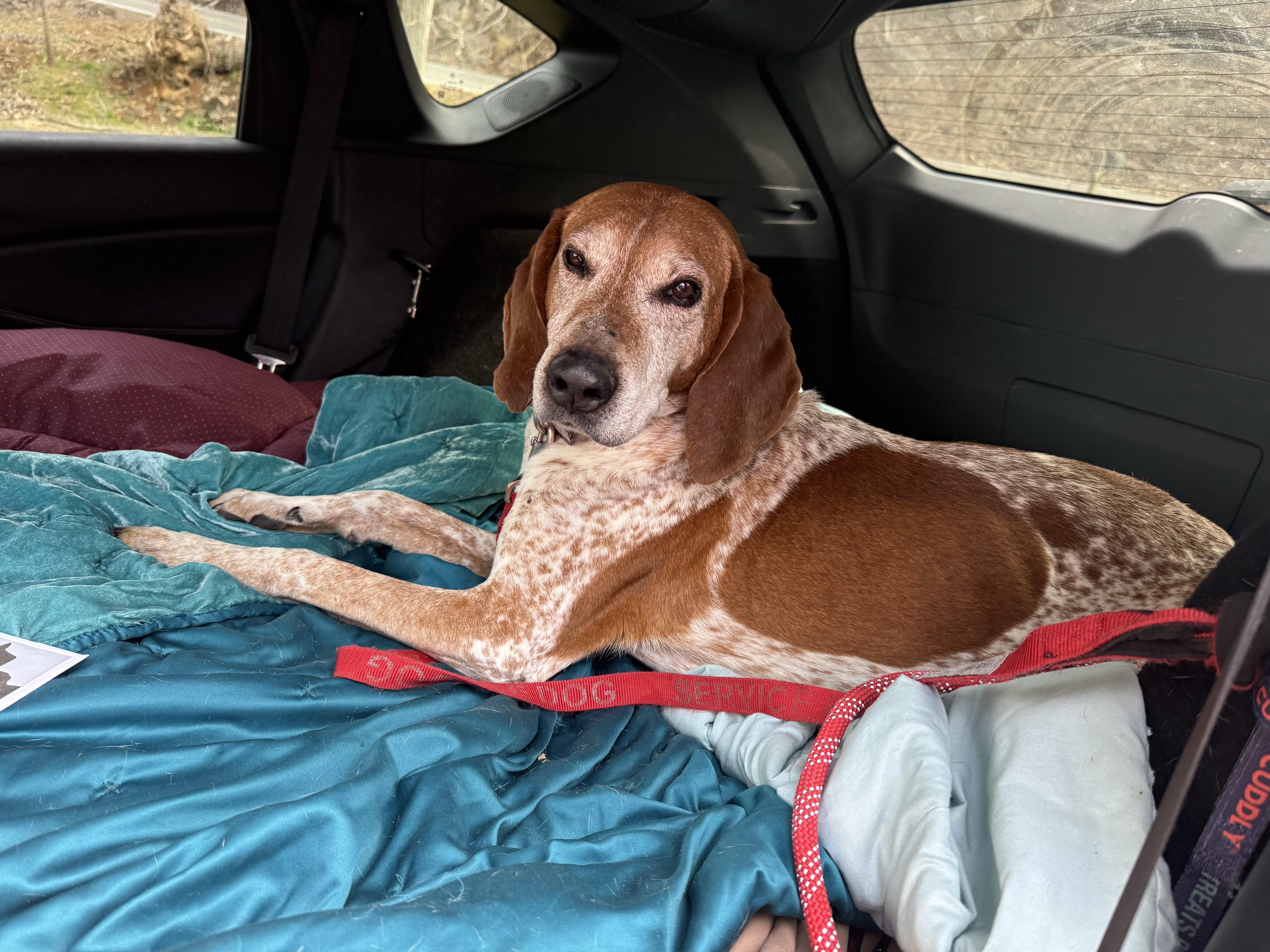 Waylon, a Adoptable mixed breed in Bakersville, NC image 3/6