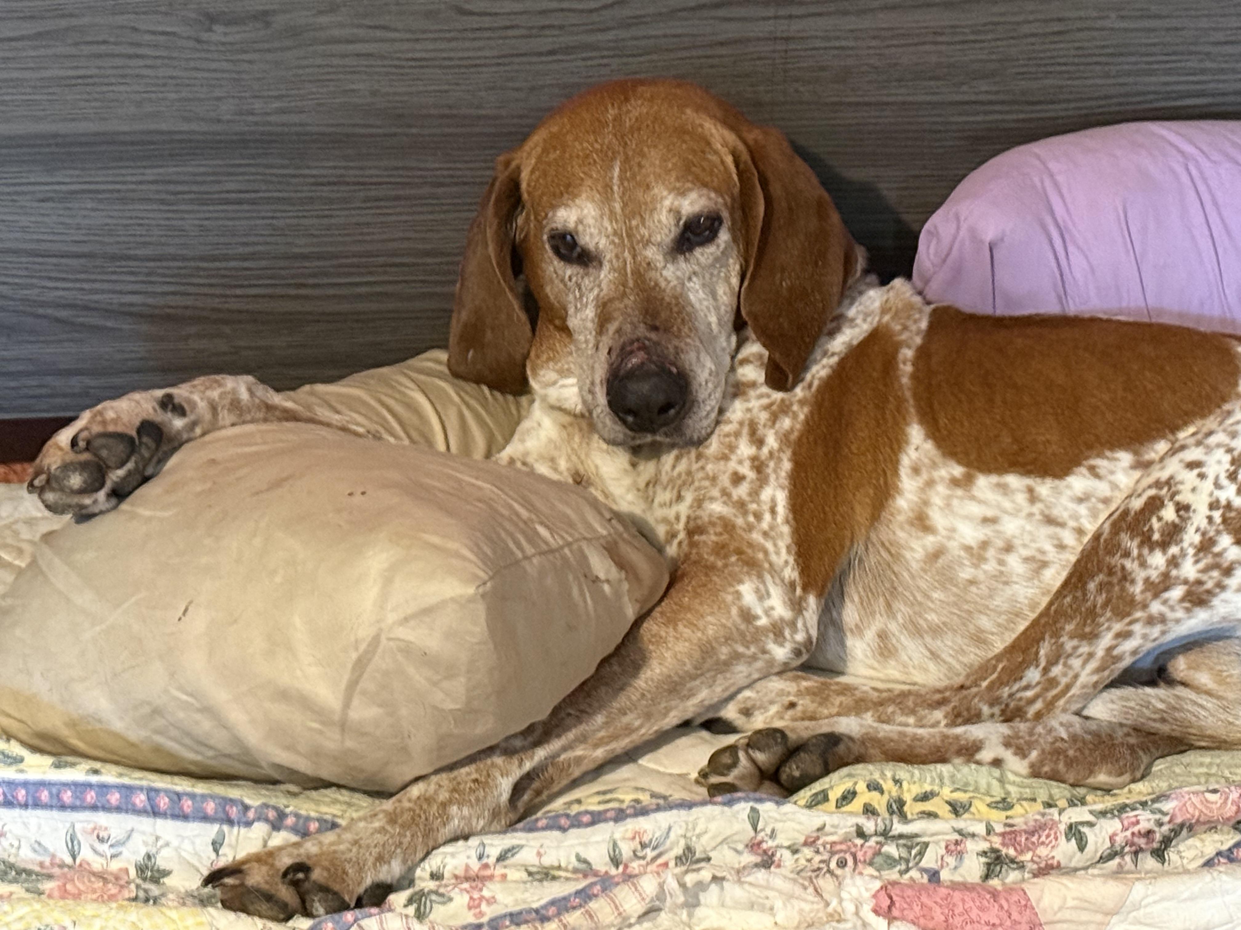 Waylon, Adoptable, Senior Male English Coonhound.