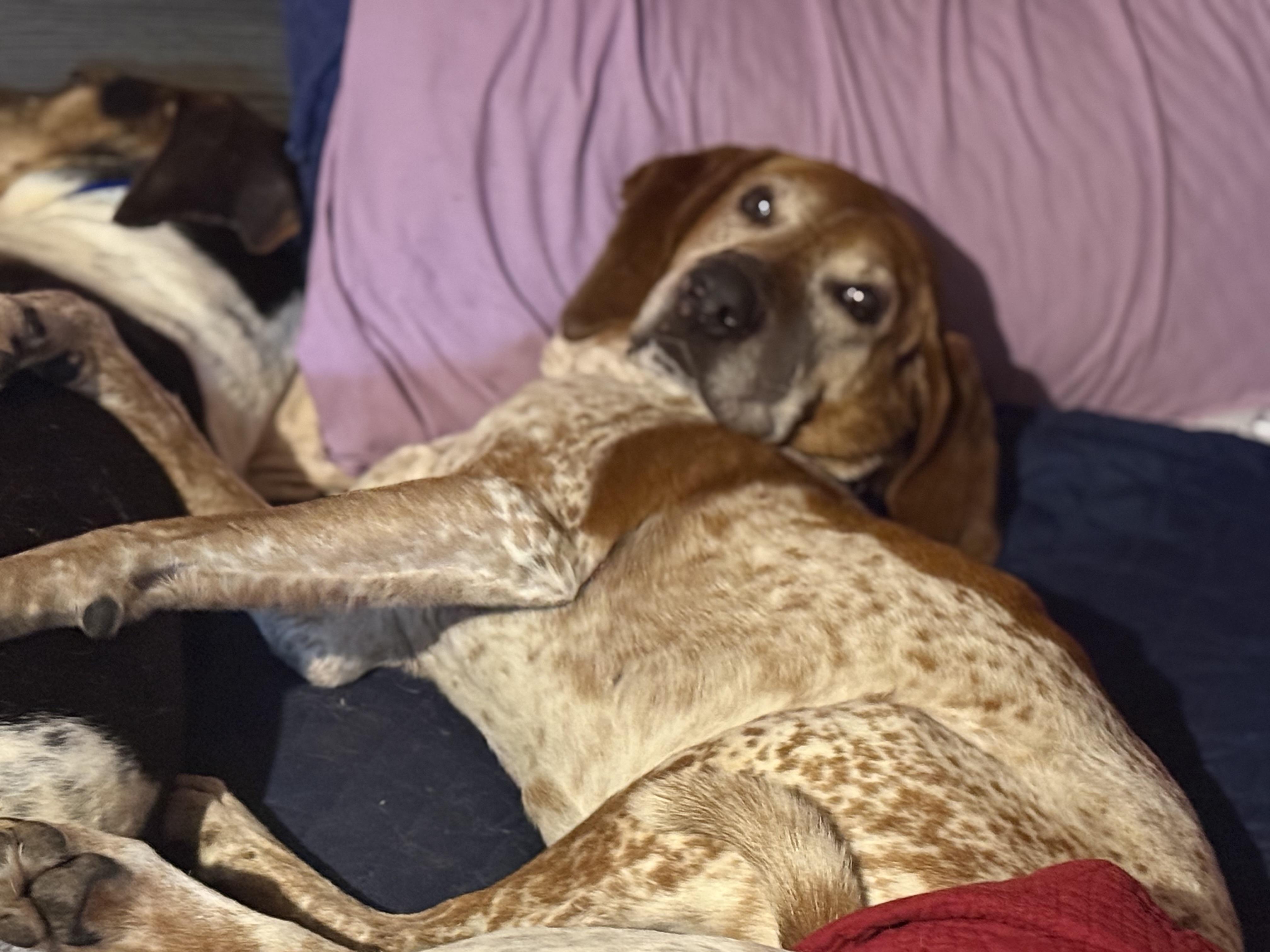 Waylon, a Adoptable mixed breed in Bakersville, NC image 2/6