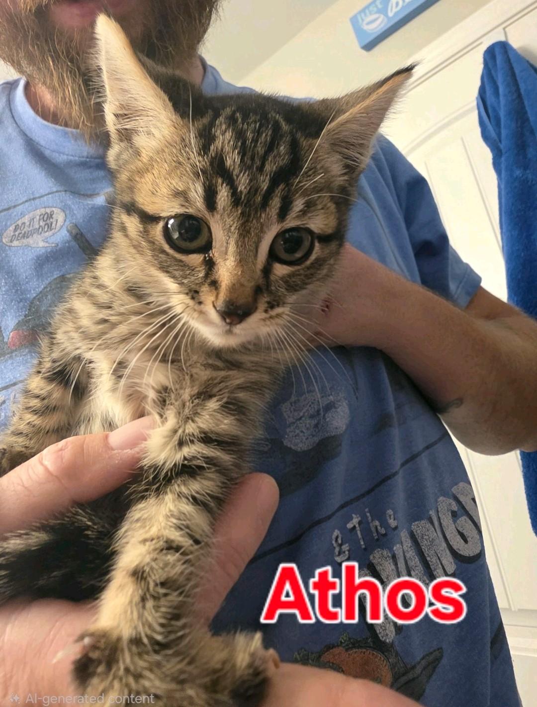 Athos, Adoptable, Kitten Male Domestic Medium Hair.