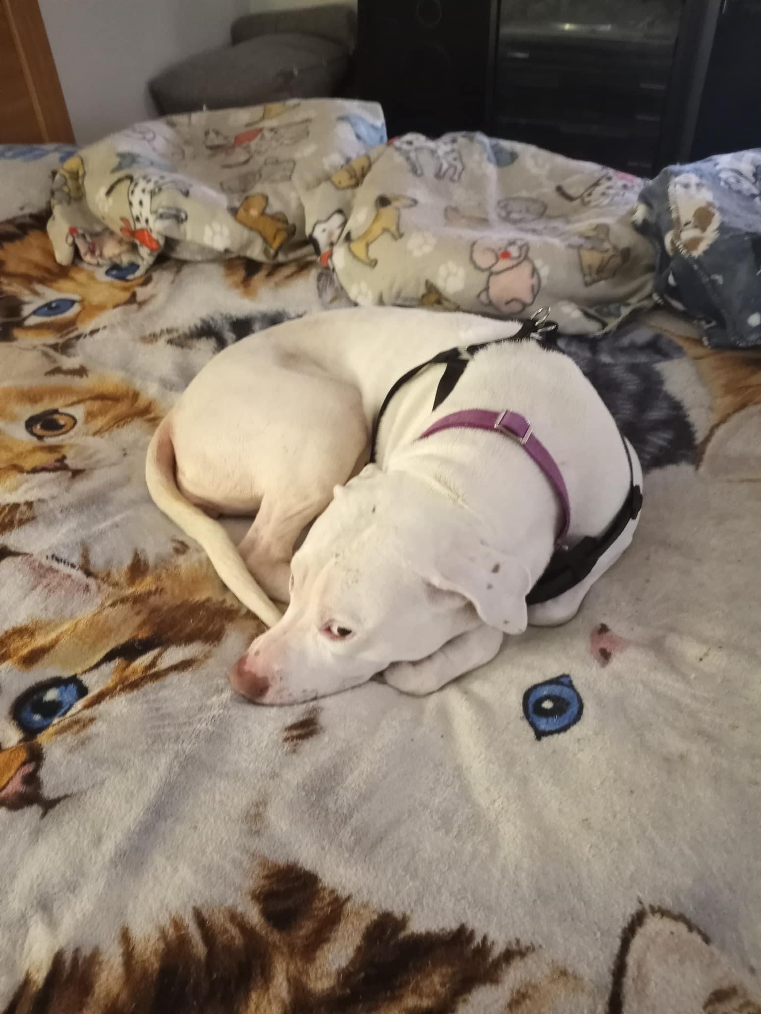 Shadow **courtesy post**