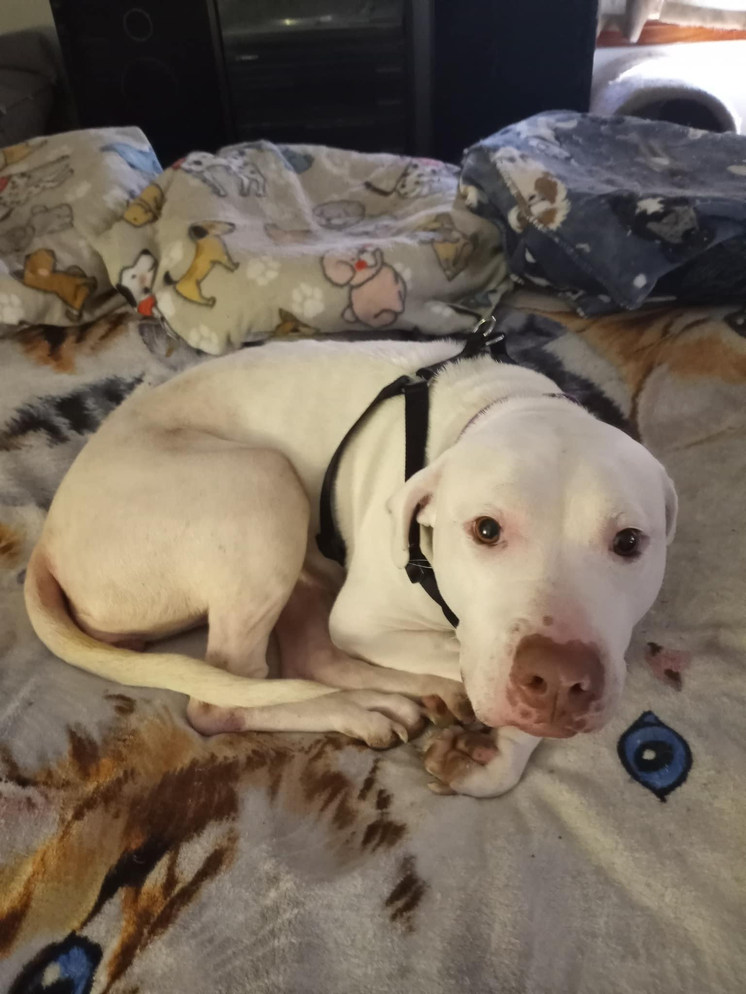 Shadow **courtesy post**