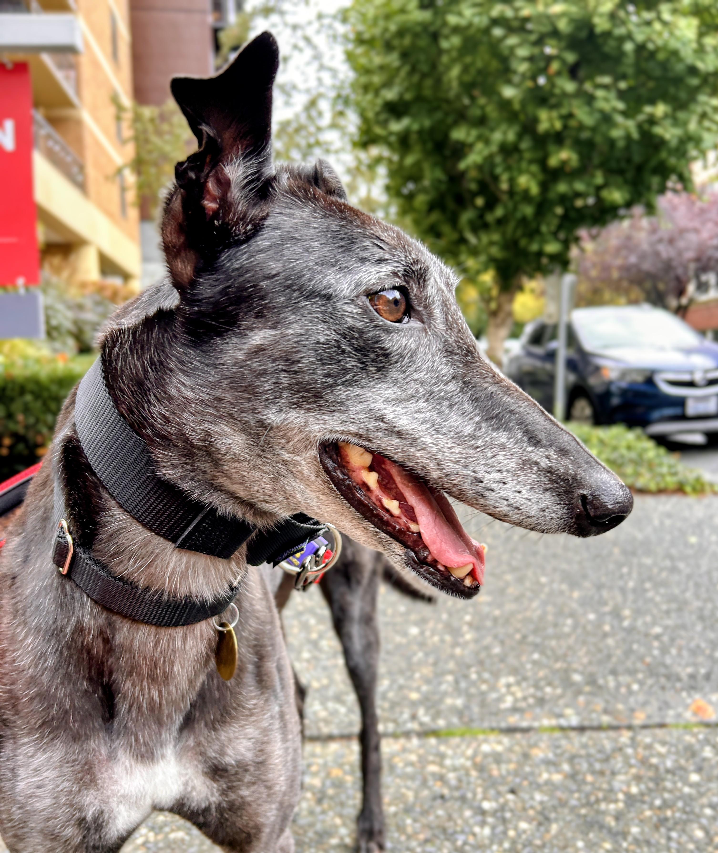 Bee, adopted, Adult Female Greyhound.