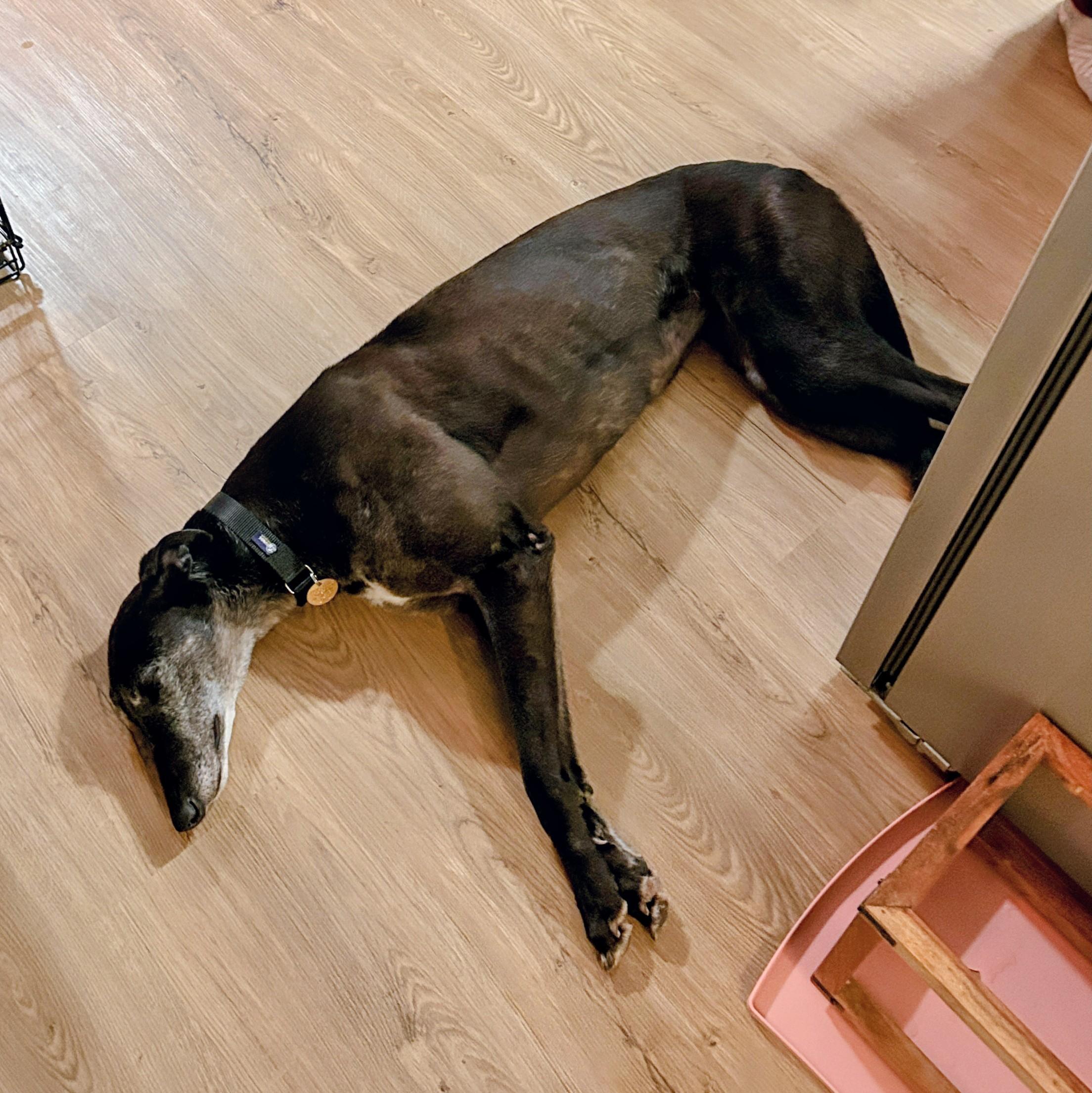 Enlarge Bee, an adopted Greyhound in Seattle, WA image 3/3