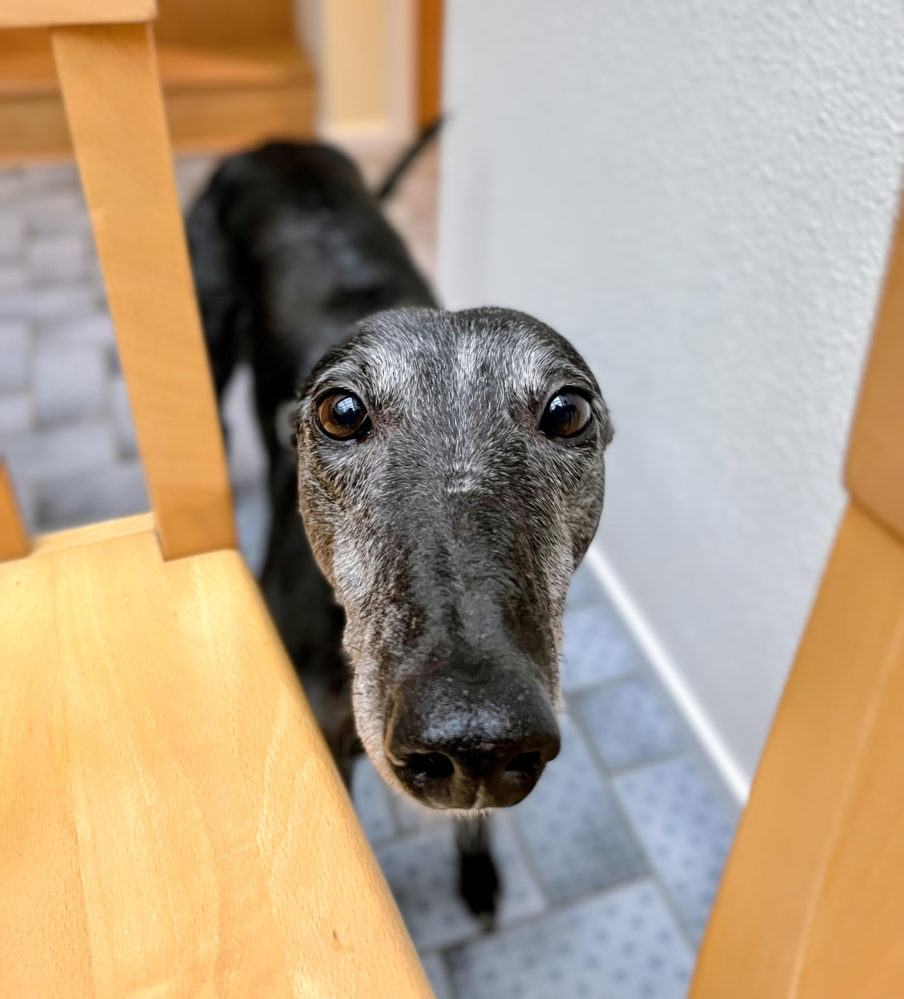 Enlarge Bee, an adopted Greyhound in Seattle, WA image 2/3