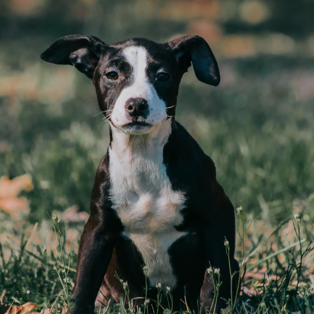Flora, Adoptable, Puppy Female Pit Bull Terrier & Mixed Breed.