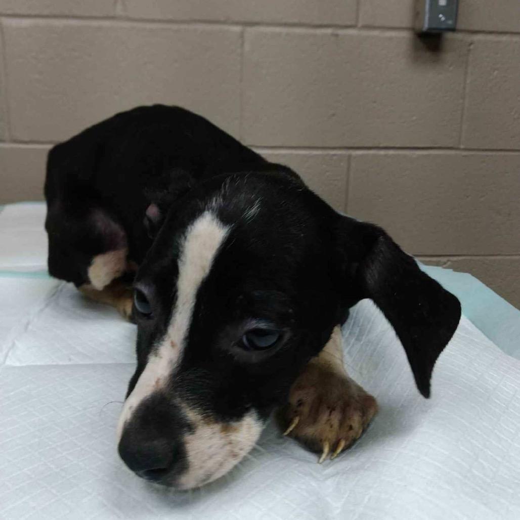 Enlarge Flora, a Adoptable mixed breed in Madisonville, KY image 2/5