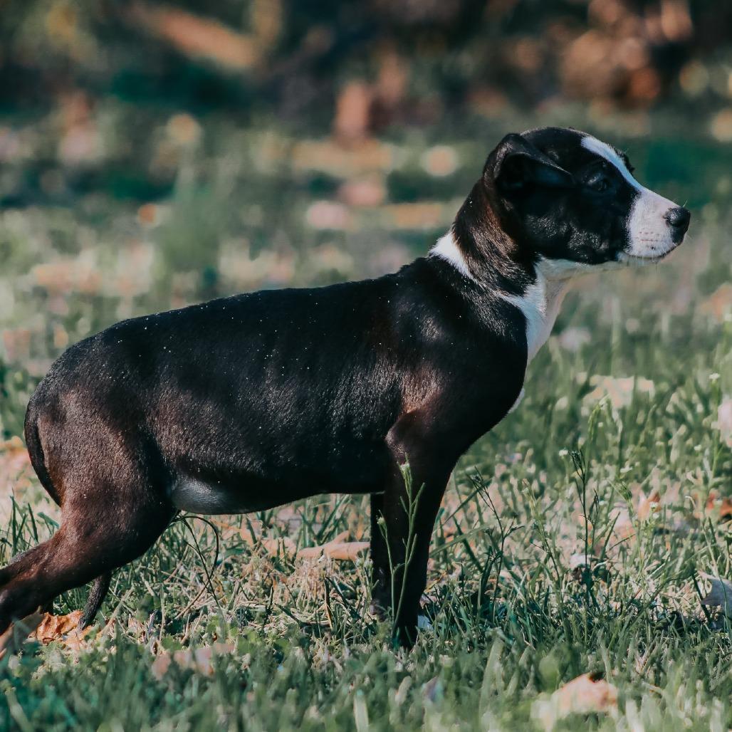 Enlarge Flora, a Adoptable mixed breed in Madisonville, KY image 3/5