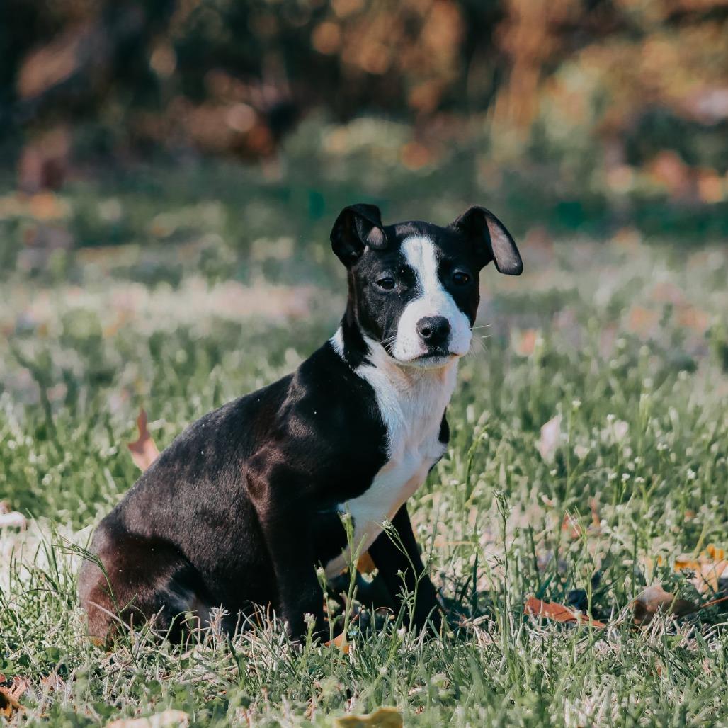 Enlarge Flora, a Adoptable mixed breed in Madisonville, KY image 4/5