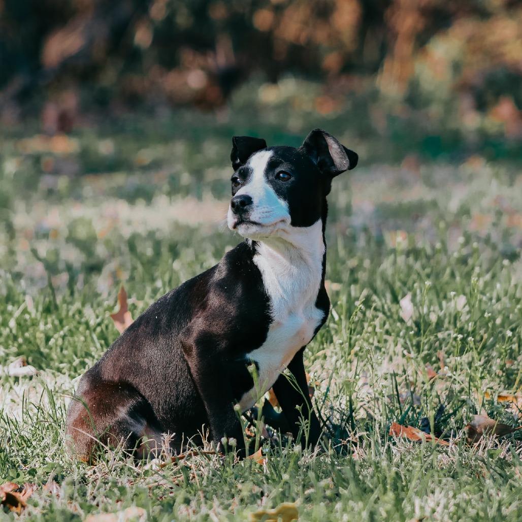 Enlarge Flora, a Adoptable mixed breed in Madisonville, KY image 5/5