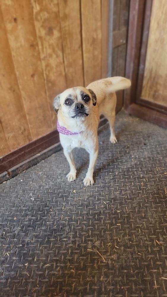 Tockio aka Tia, Adoptable, Adult Female Pug & Chihuahua.