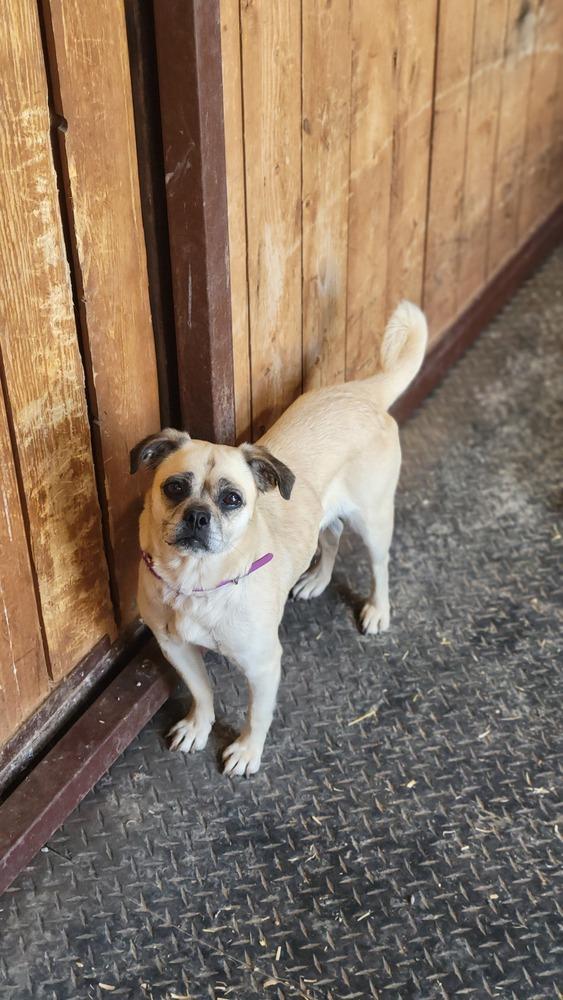 Enlarge Tockio aka Tia, a Adoptable mixed breed in Cortez, CO image 4/6