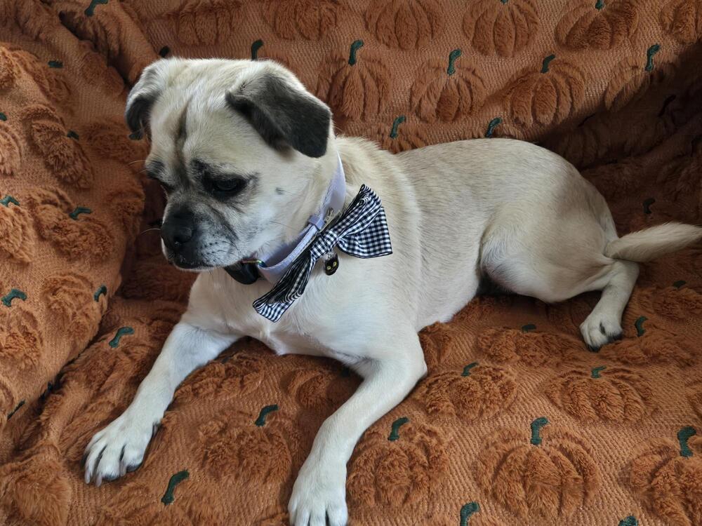 Enlarge Tockio aka Tia, a Adoptable mixed breed in Cortez, CO image 5/6