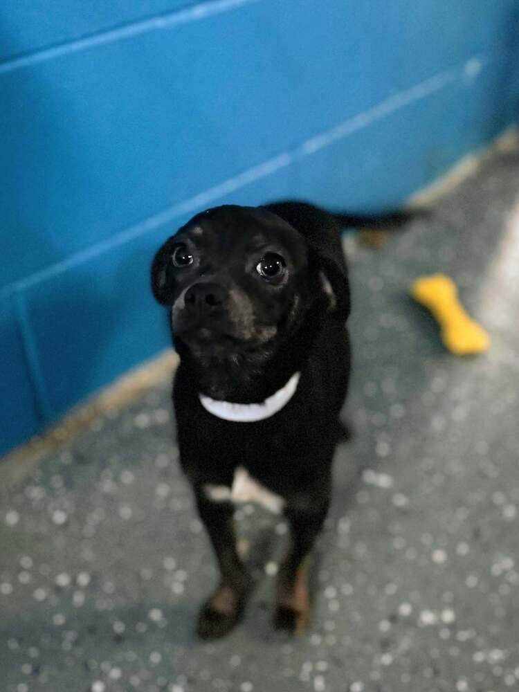 Enlarge Vixen, a Adopted mixed breed in Muskegon, MI image 1/1