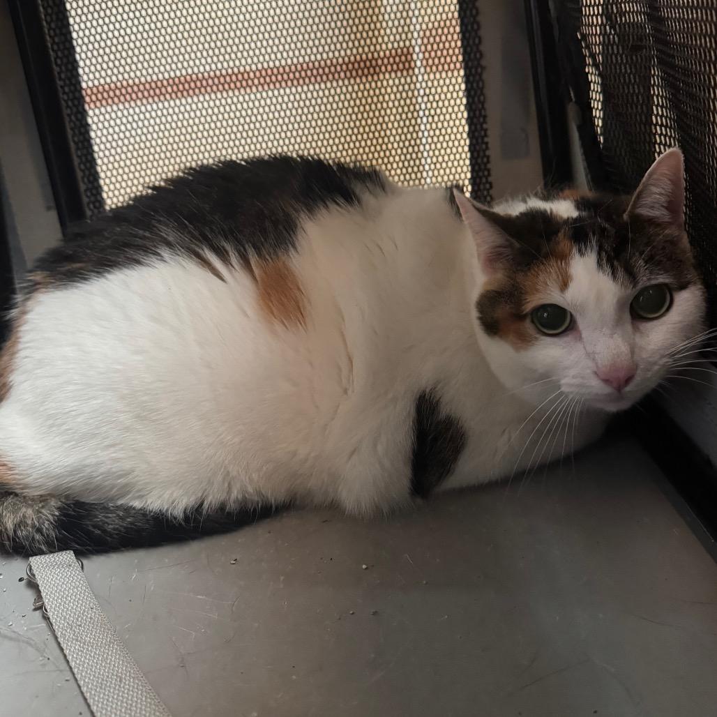 Callie, Adoptable, Senior Female Domestic Short Hair.