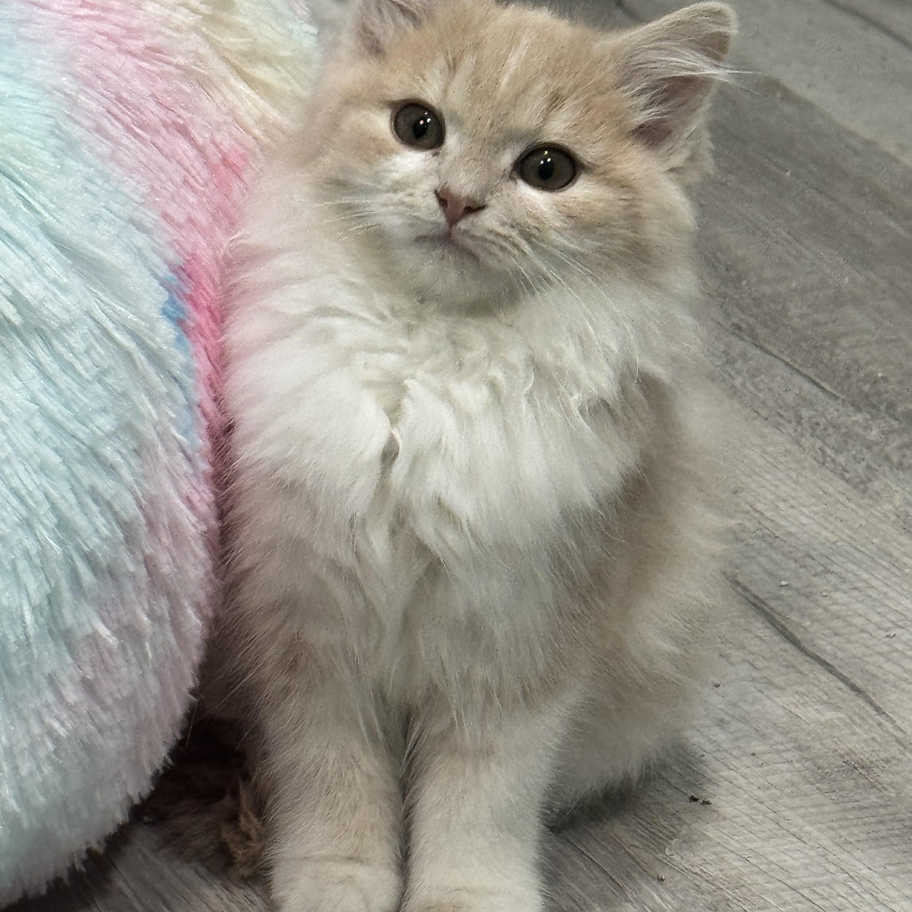 Enlarge Buff Fluff (bonded pair with Opal), an adopted Domestic Long Hair in Hickory, NC image 2/4