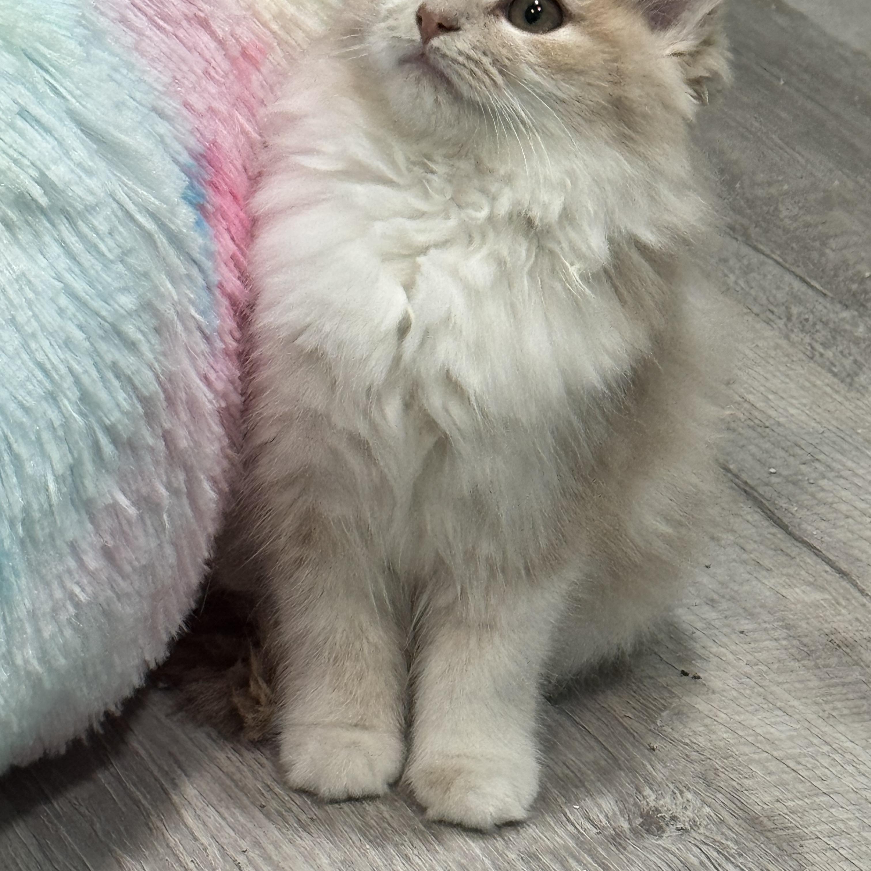 Enlarge Buff Fluff (bonded pair with Opal), an adopted Domestic Long Hair in Hickory, NC image 4/4