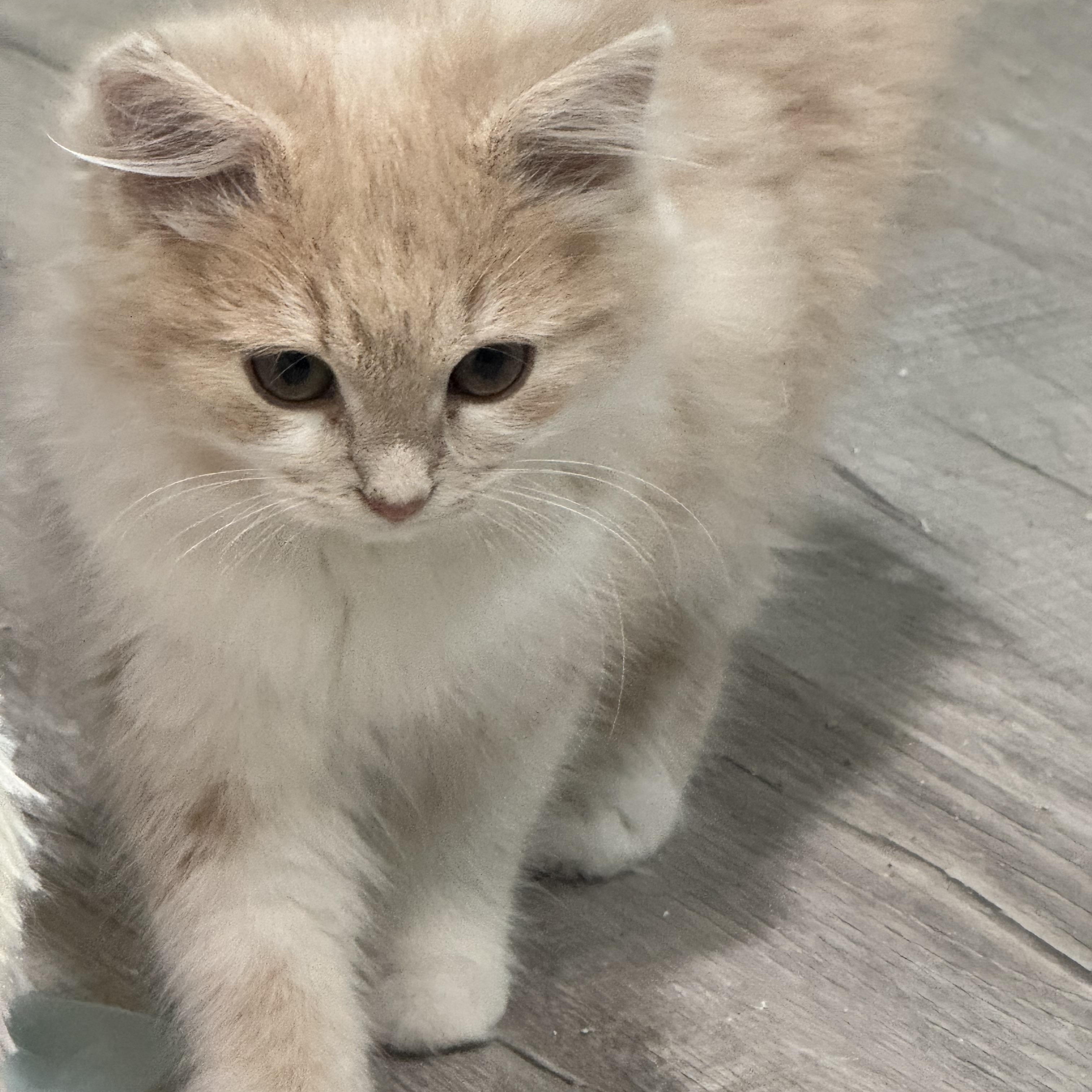 Enlarge Buff Fluff (bonded pair with Opal), an adopted Domestic Long Hair in Hickory, NC image 3/4