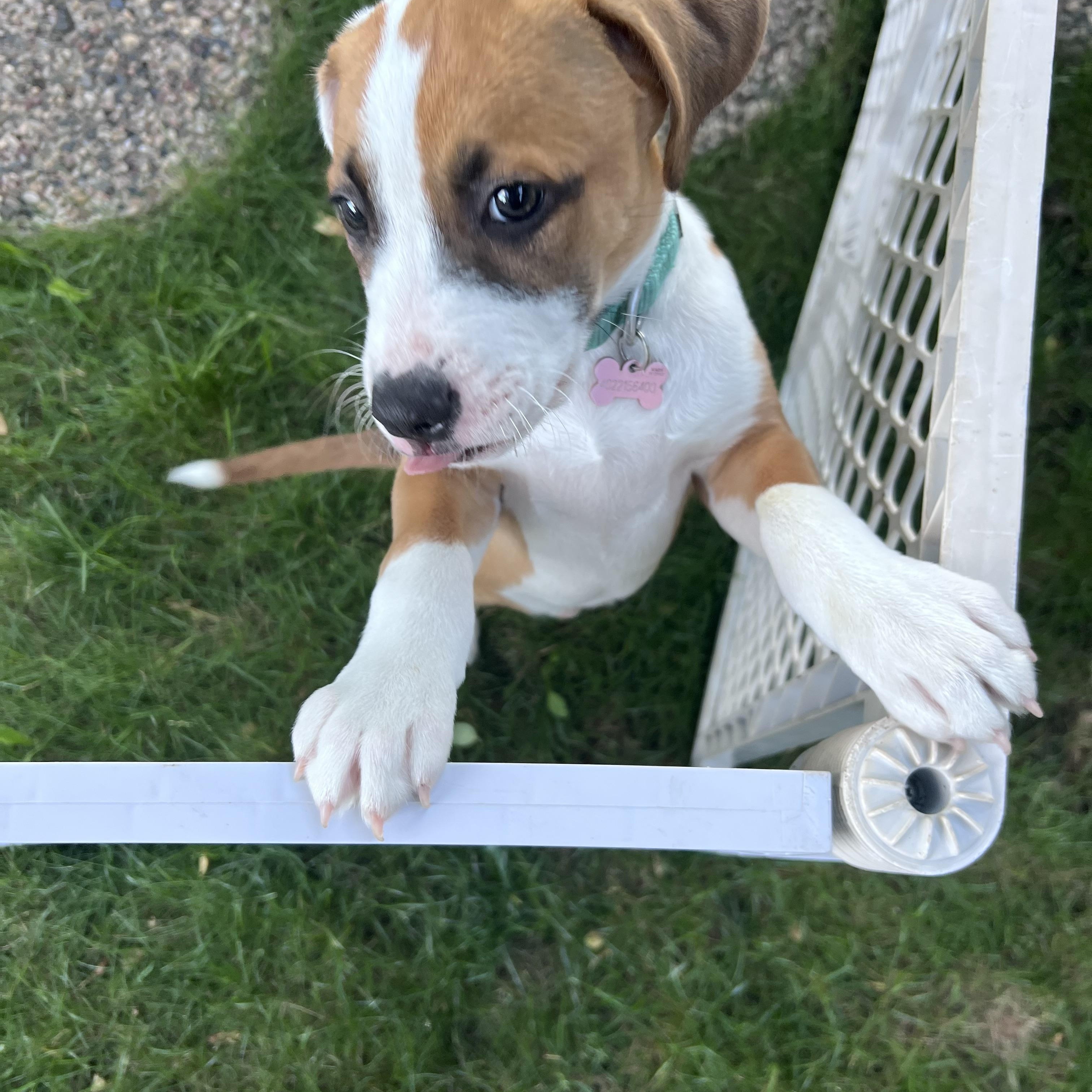 Enlarge Crowley NKA Haley, an adopted Pit Bull Terrier in Minneapolis, MN image 2/6
