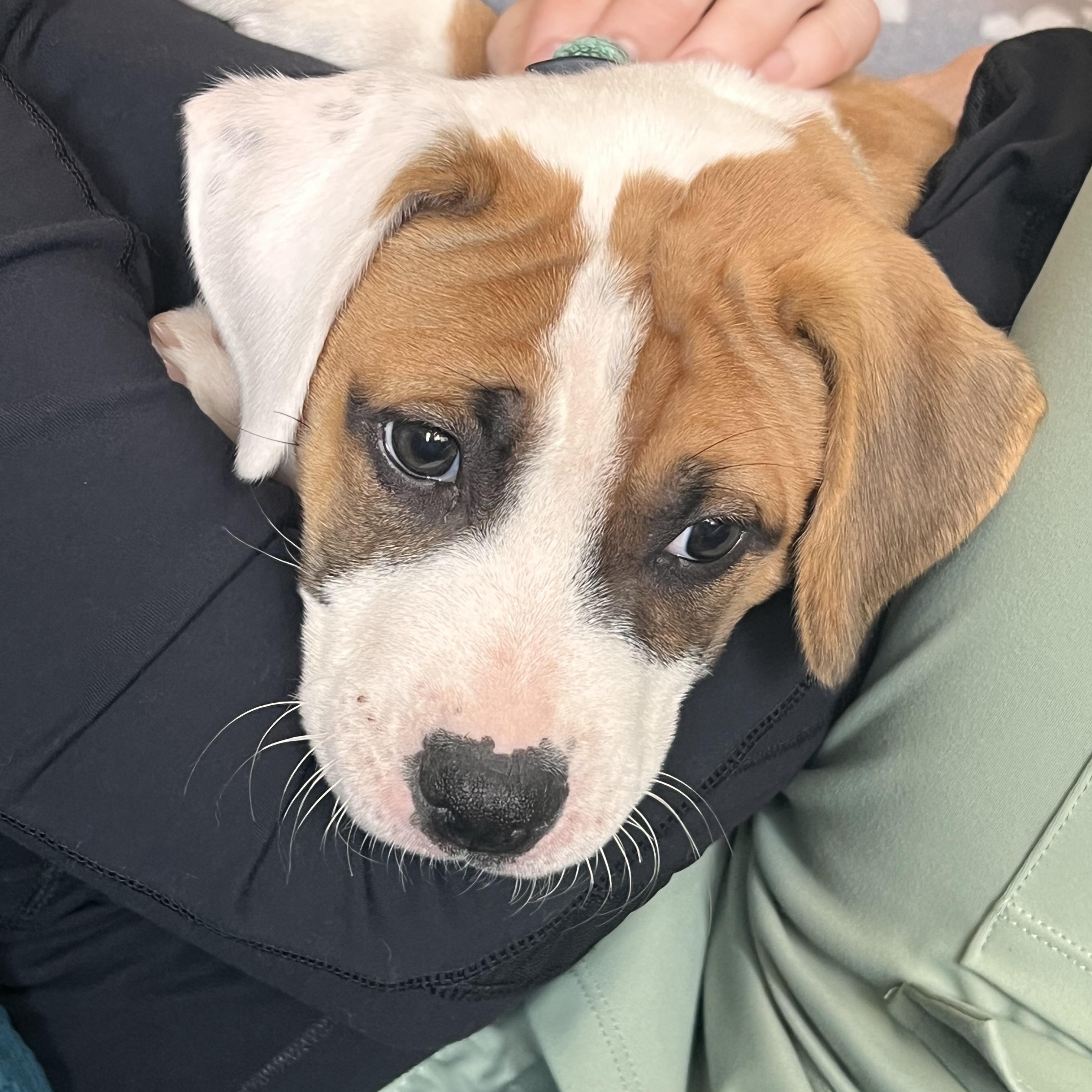 Crowley NKA Haley, adopted, Puppy Female Pit Bull Terrier.