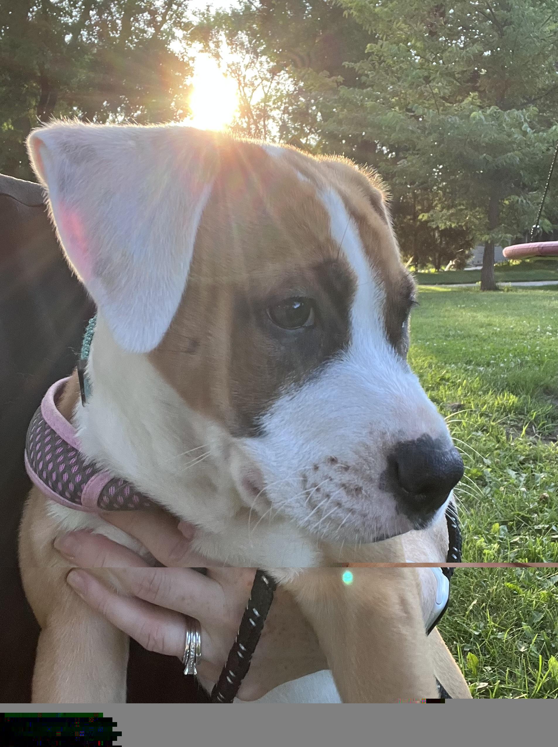 Enlarge Crowley NKA Haley, an adopted Pit Bull Terrier in Minneapolis, MN image 4/6