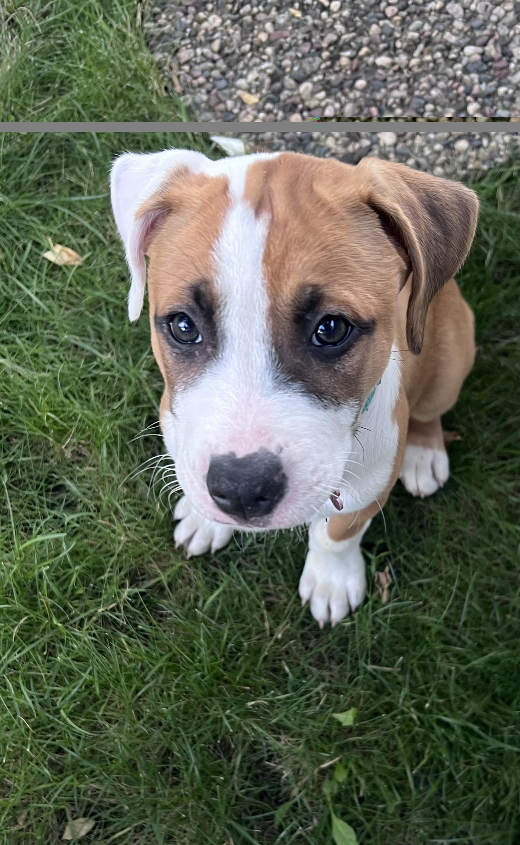 Enlarge Crowley NKA Haley, an adopted Pit Bull Terrier in Minneapolis, MN image 5/6