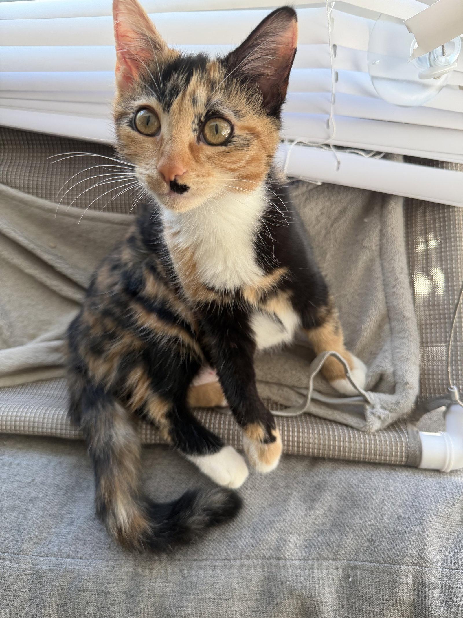 Buffy, Adoptable, Young Female Tortoiseshell.