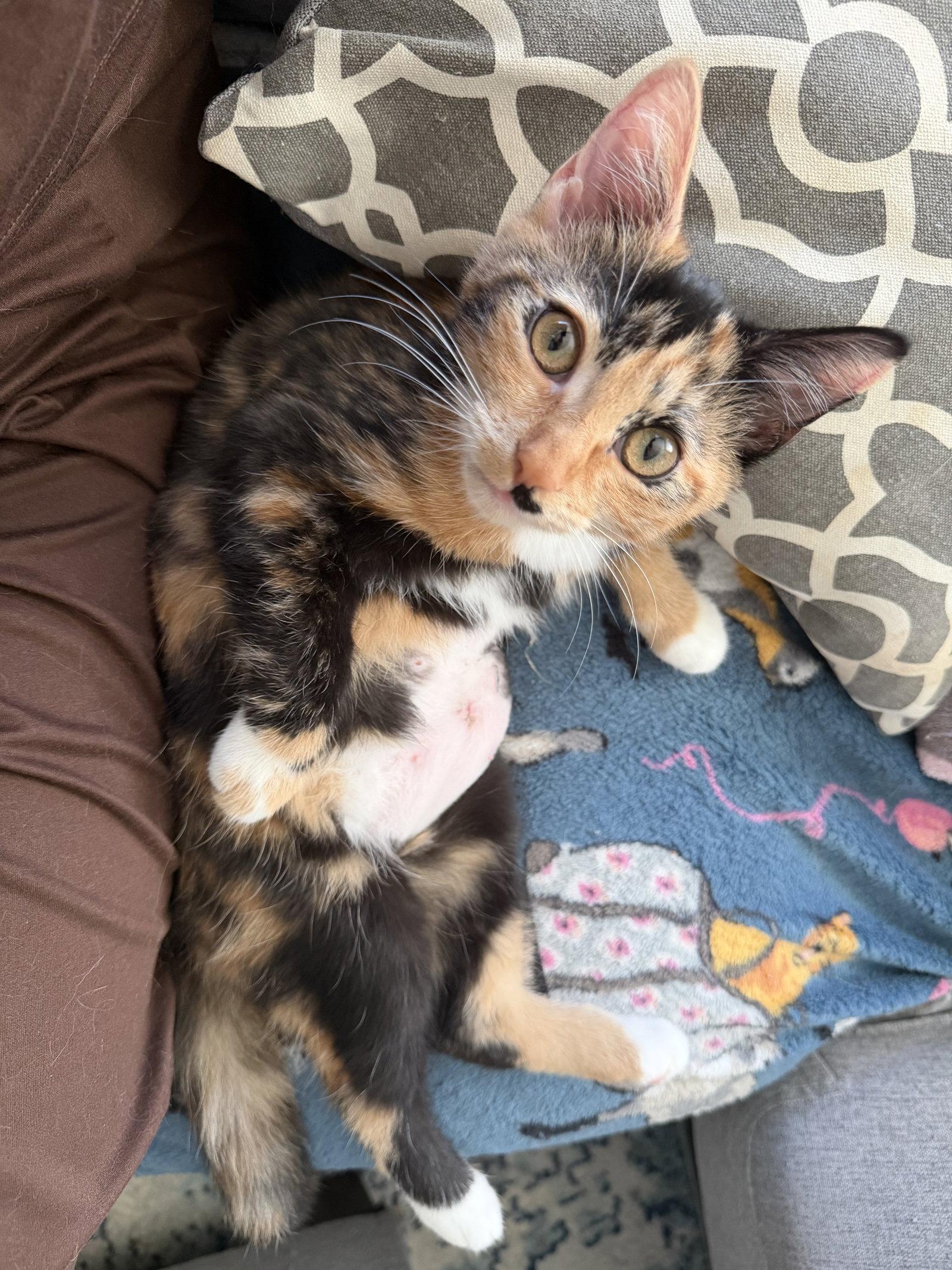 Enlarge Buffy, a Adoptable Tortoiseshell in Columbus, OH image 2/3