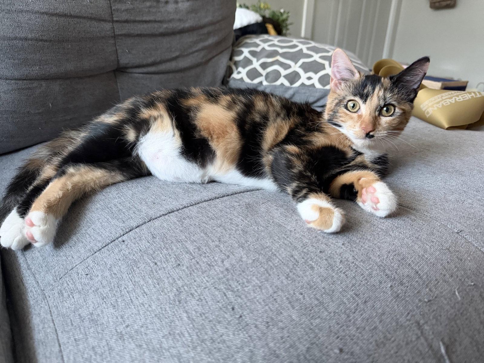 Enlarge Buffy, a Adoptable Tortoiseshell in Columbus, OH image 3/3