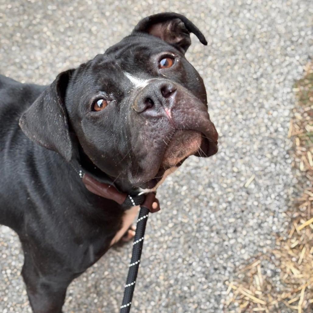 Schindler, Adoptable, Adult Male Terrier.