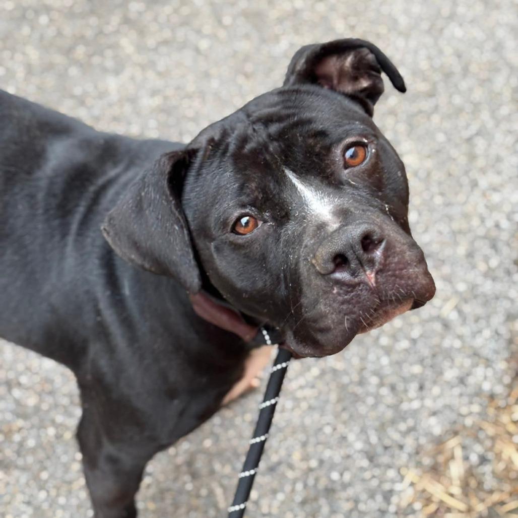 Schindler, a Adoptable Terrier in St. Louis, MO image 2/6