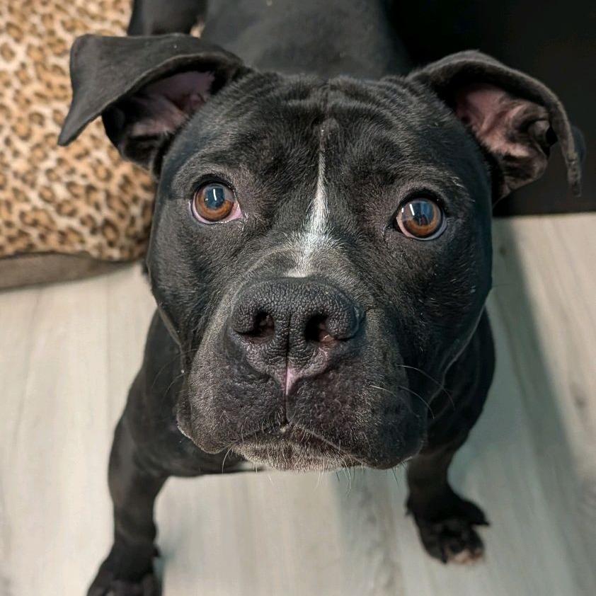 Schindler, a Adoptable Terrier in St. Louis, MO image 3/6