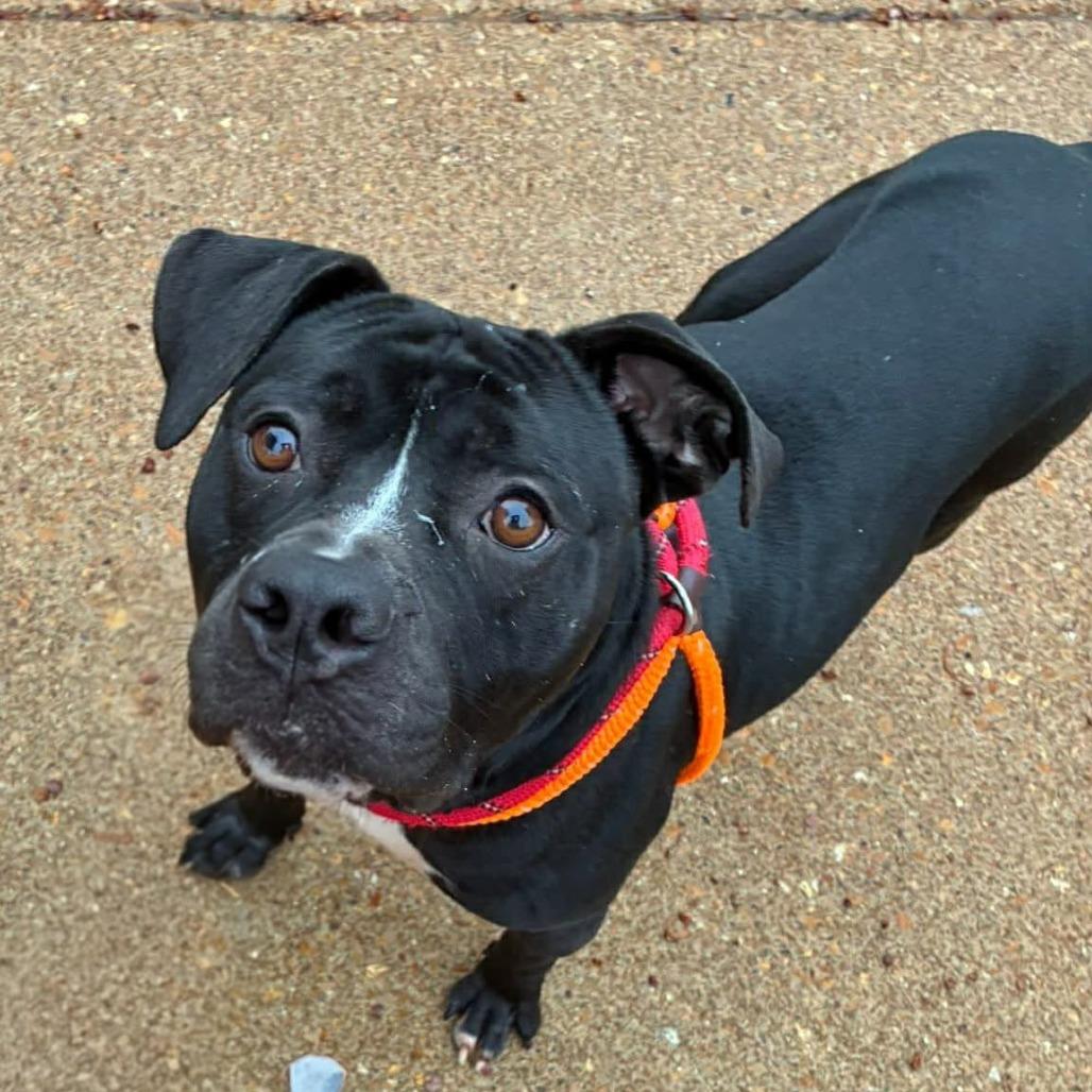 Schindler, a Adoptable Terrier in St. Louis, MO image 4/6