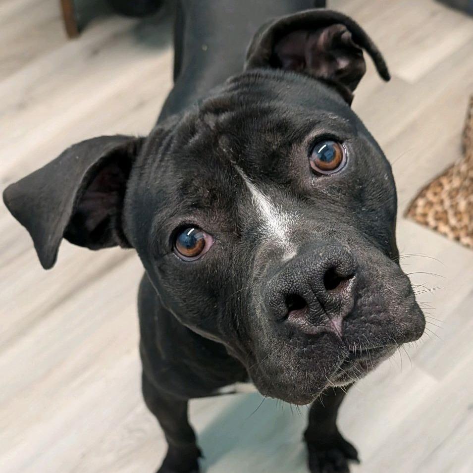 Schindler, a Adoptable Terrier in St. Louis, MO image 5/6