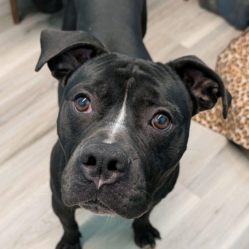 Schindler, a Adoptable Terrier in St. Louis, MO image 6/6