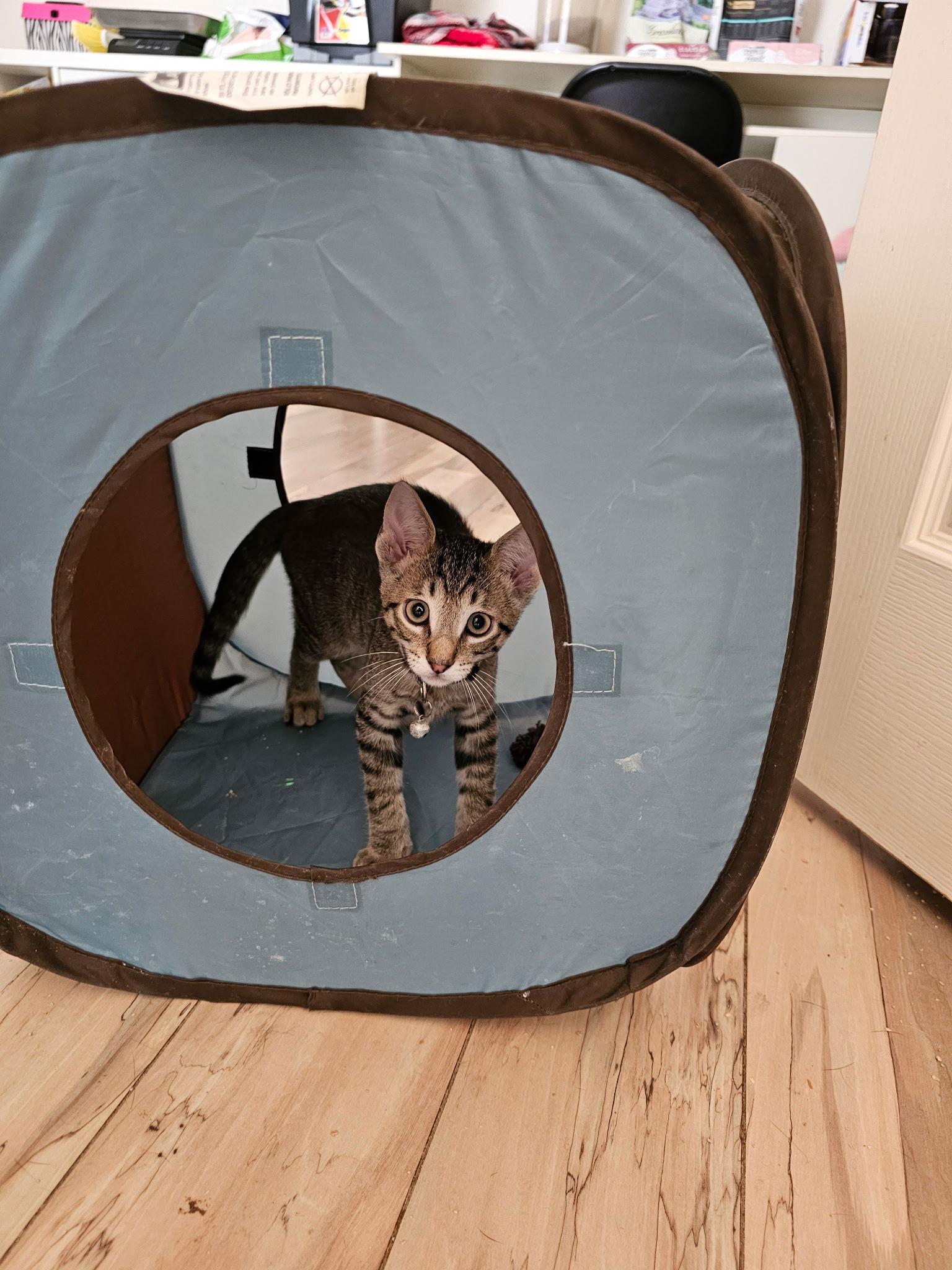 Eric, a Adoptable Domestic Short Hair in Naples, FL image 1/2