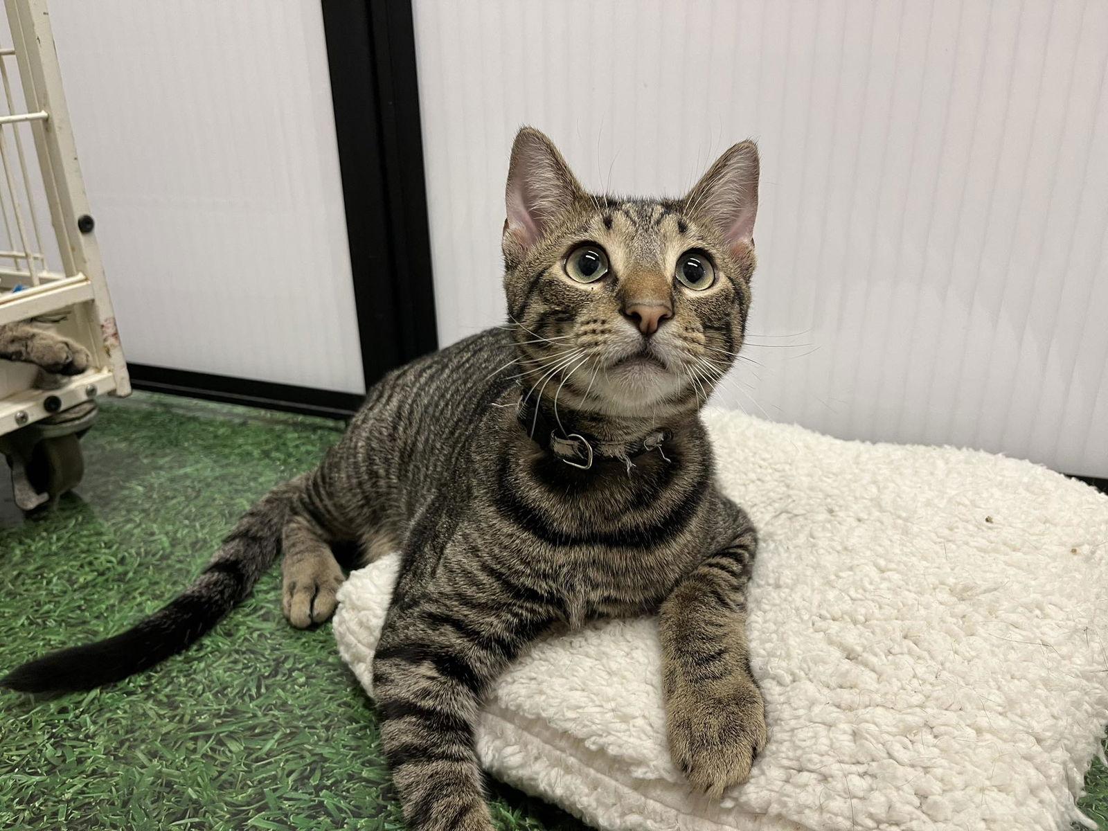 Eric, a Adoptable Domestic Short Hair in Naples, FL image 2/2