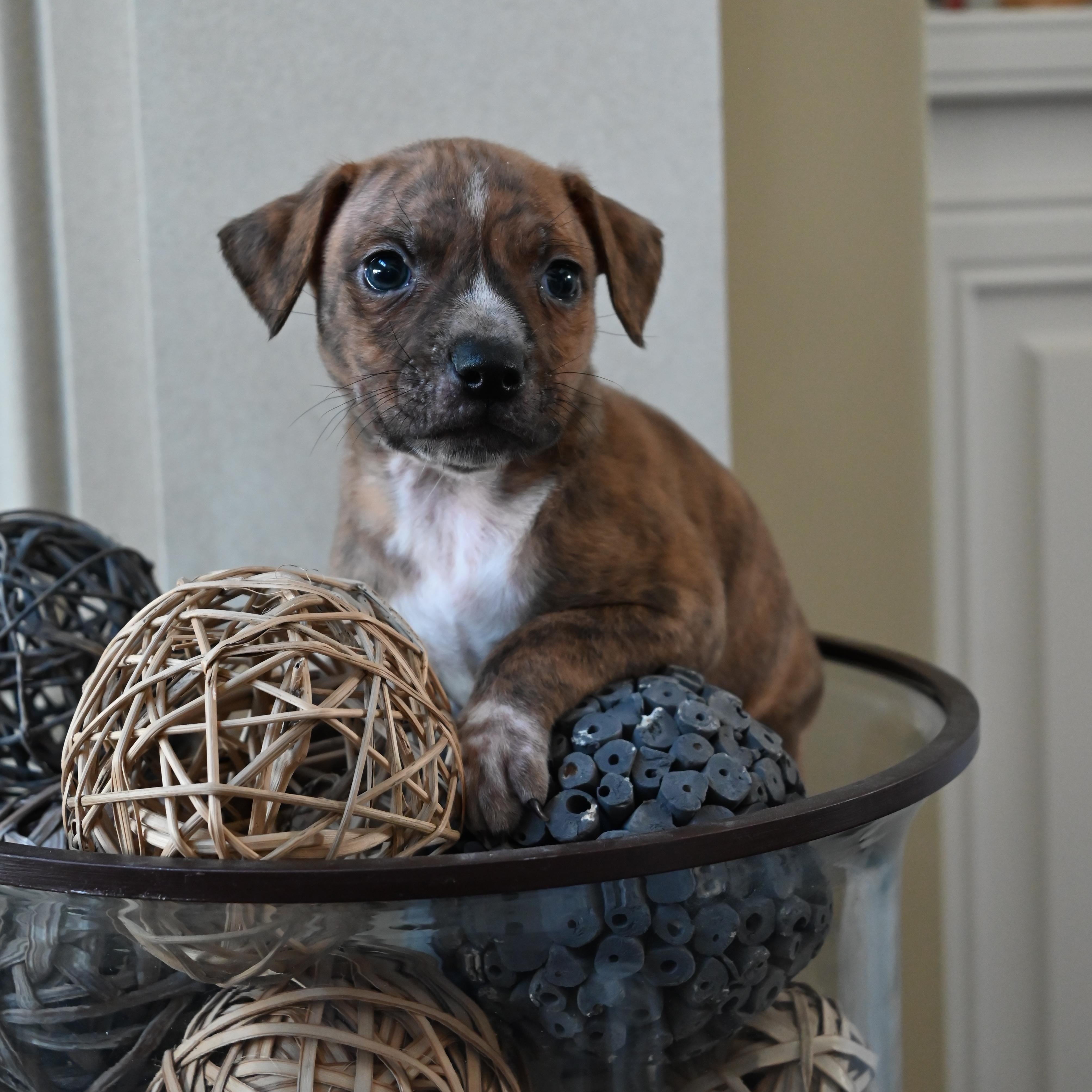 Enlarge Wild Blackberry, a ADOPTABLE mixed breed in Goshen, KY image 3/4