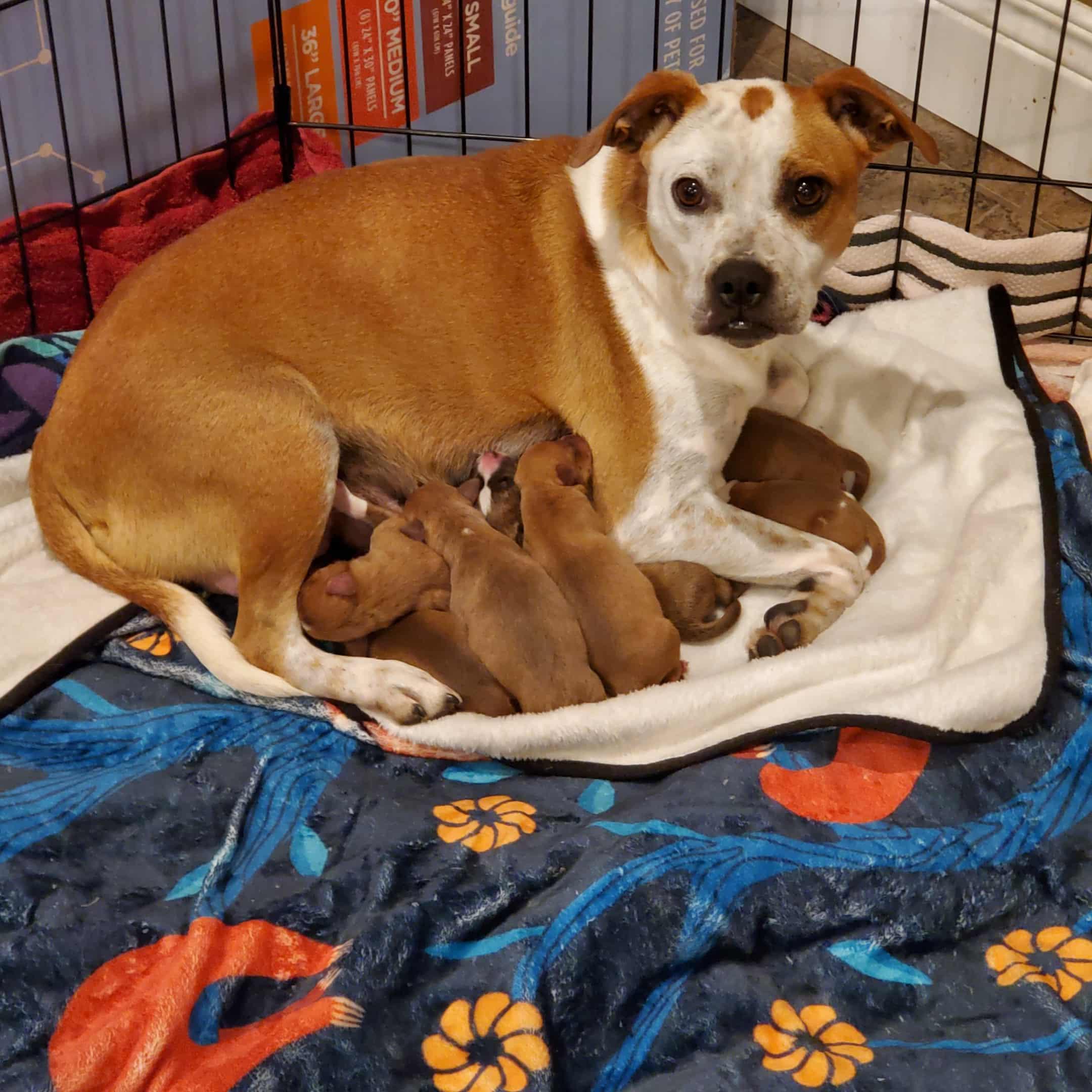 Enlarge Wild Blackberry, a ADOPTABLE mixed breed in Goshen, KY image 4/4